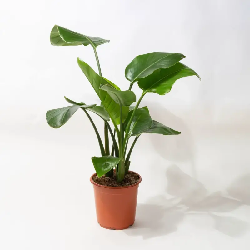 Online Kaufen Strelitzia, Topf-Ø 21 cm, Höhe ca. 70-100 cm