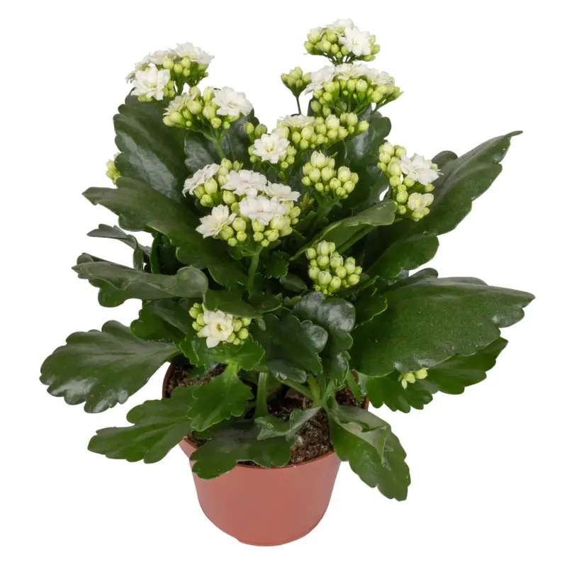 Versand Am Gleichen Tag Kalanchoe 'Calandiva'®, weiß&violett, Topf-Ø 12 cm, Höhe ca. 20-30 cm, 6er-Set
