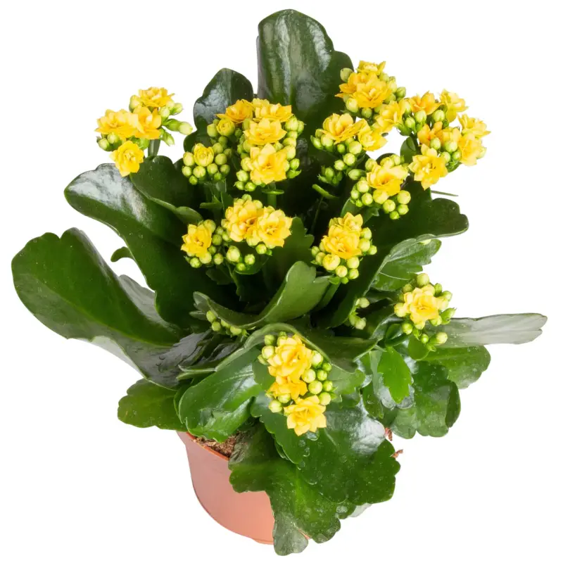 Kalanchoe 'Calandiva'®, weiß & gelb,Topf-Ø 12 cm, Höhe ca. 20-30 cm, 6er-Set Bestpreis