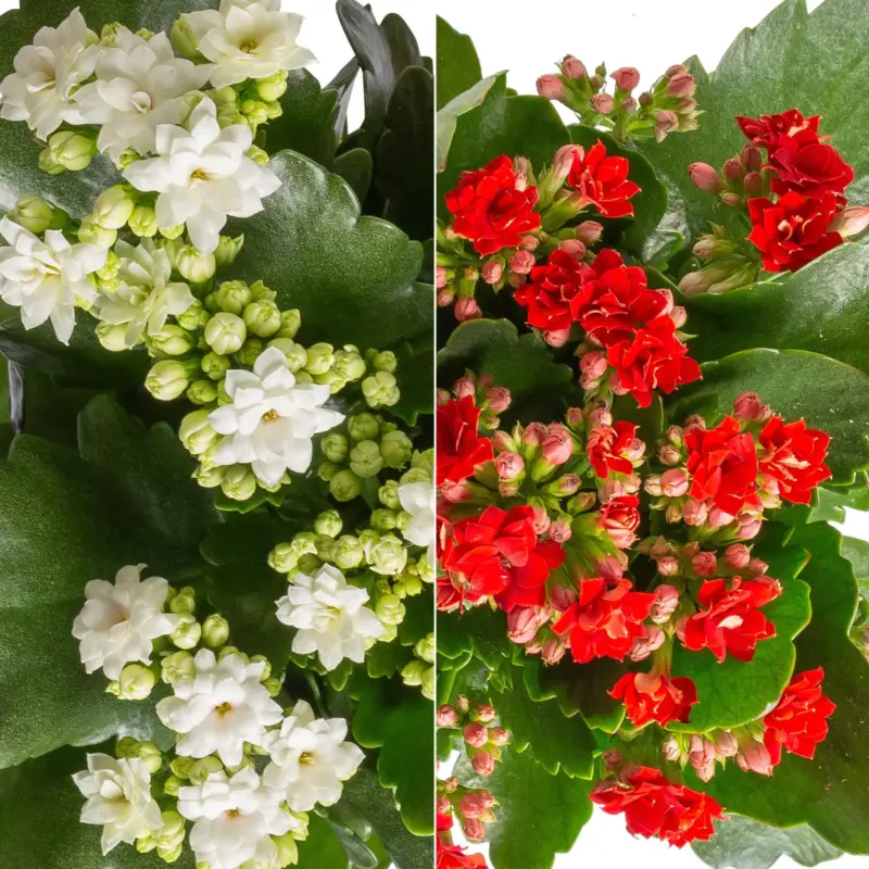 Wochenendangebot Kalanchoe 'Calandiva'®, weiß & rot,Topf-Ø 12 cm, Höhe ca. 20-30 cm, 6er-Set