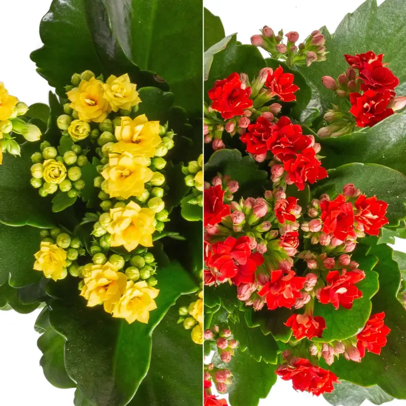 Kalanchoe 'Calandiva'®, rot&gelb, Topf Topf-Ø 12 cm, Höhe ca. 20-30cm, 6er-Set Billig