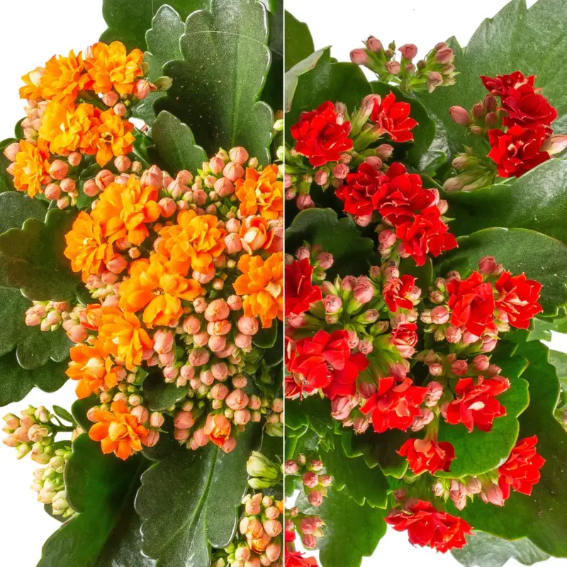 Direkt Vom Hersteller Kalanchoe 'Calandiva'®, rot&orange, Topf-Ø 12 cm, Höhe ca. 20-30 cm, 6er-Set