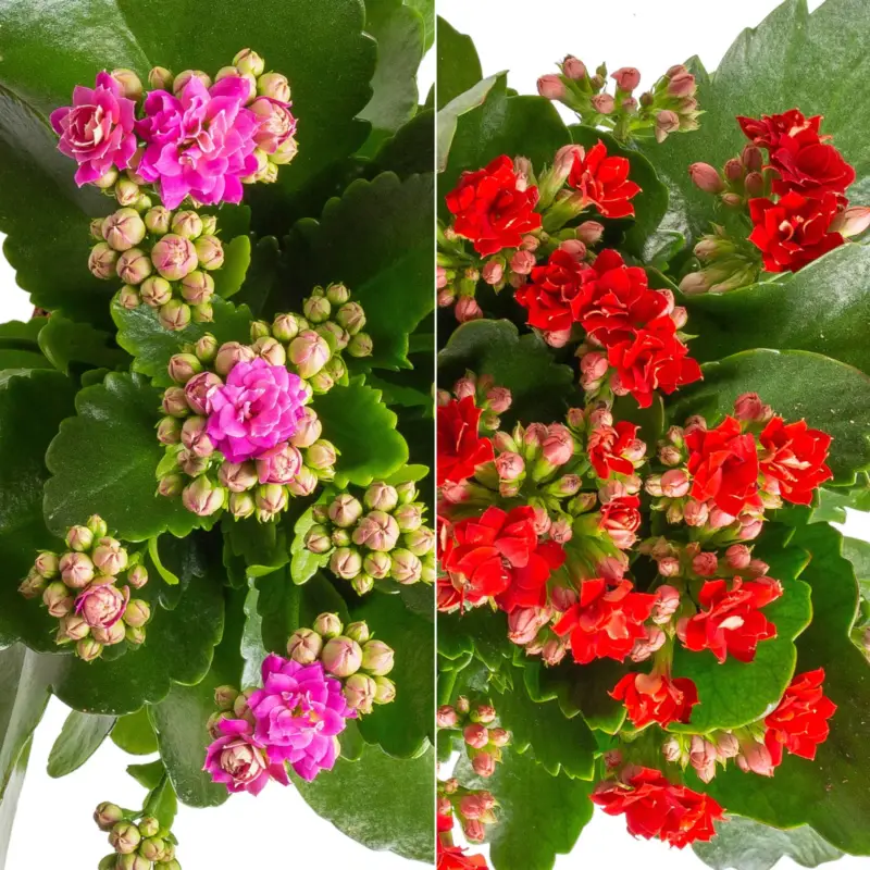 Saisonangebot Kalanchoe 'Calandiva'®, rot&violett, Topf-Ø 12 cm, Höhe ca. 20-30 cm, 6er-Set