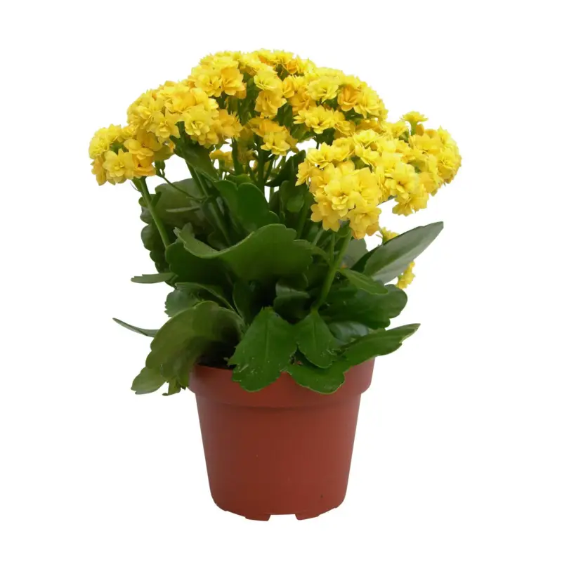 Kalanchoe 'Calandiva'®,gelb, Topf-Ø 12 cm, Höhe ca. 27,5 cm, 6er-Set Nur Für Kurze Zeit