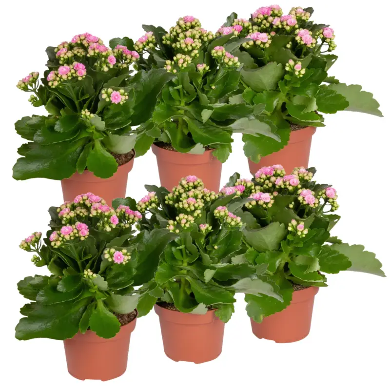 Sonderangebot Kalanchoe 'Calandiva'®, rosa, Topf-Ø 12 cm, Höhe ca. 27,5 cm, 6er-Set