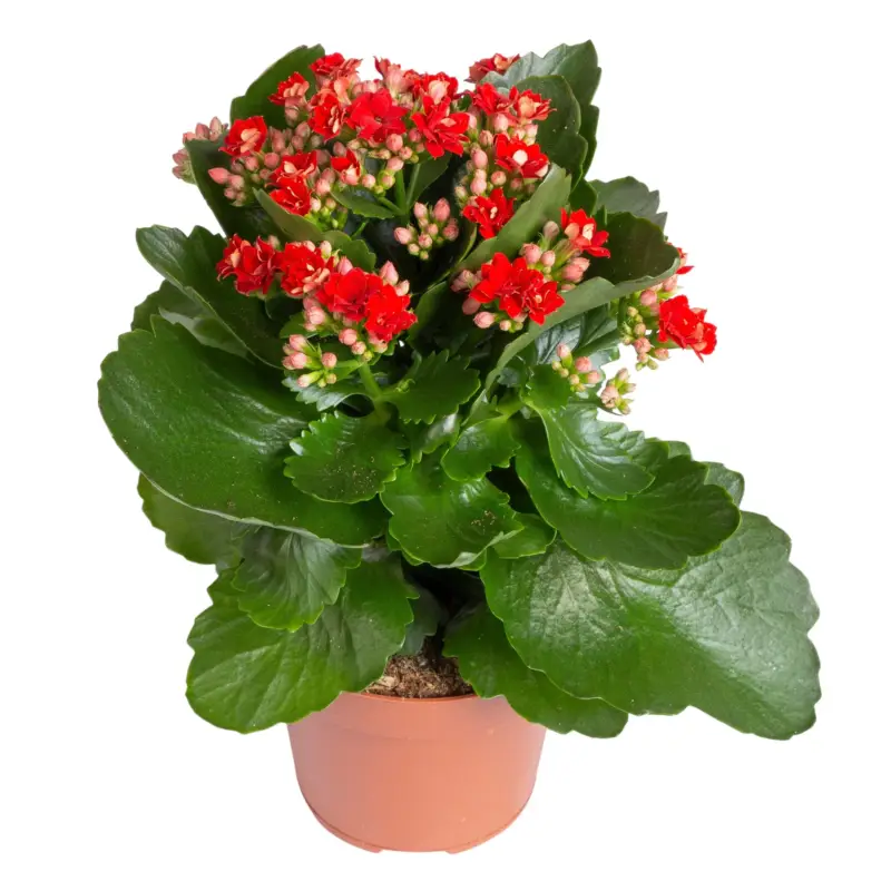 Jetzt Bestellen Kalanchoe 'Calandiva'®, rot, Topf-Ø 12 cm, Höhe ca. 27,5 cm, 6er-Set
