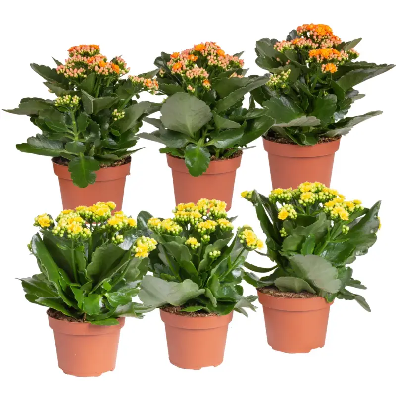 Kalanchoe 'Calandiva'®, gelb&orange, Topf-Ø 12 cm, Höhe ca. 20-30 cm, 6er-Set Top-Angebot