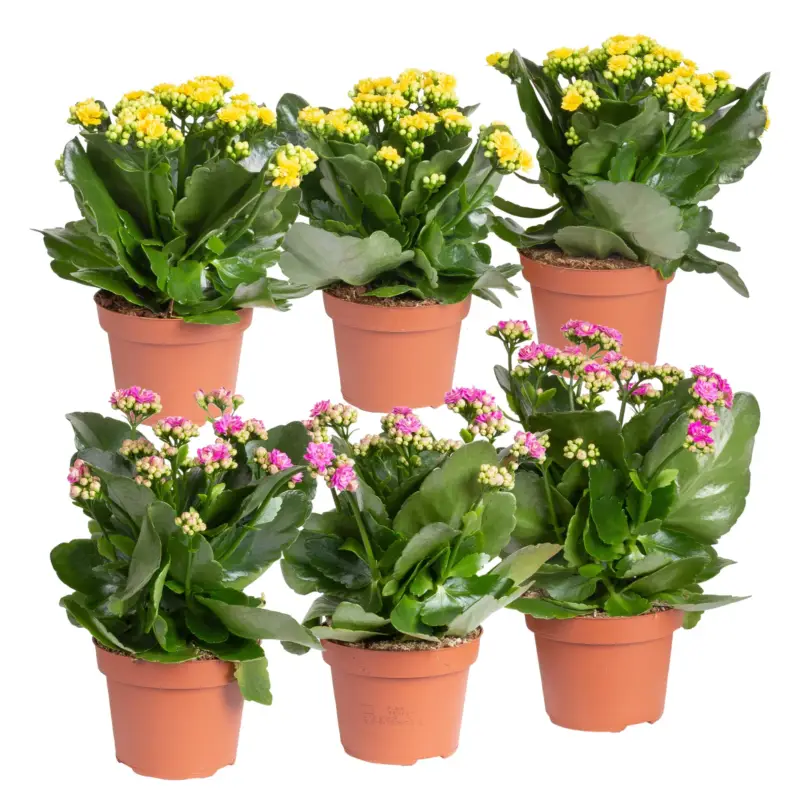 Kalanchoe 'Calandiva'®, gelb&violett, Topf-Ø 12 cm,Höhe ca. 20-30 cm, 6er-Set Top-Angebot