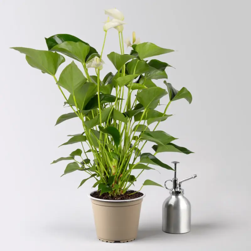 Schneller Versand Flamingoblume, 'White Champion', weiß,Topf-Ø 14 cm, Höhe ca. 50 cm