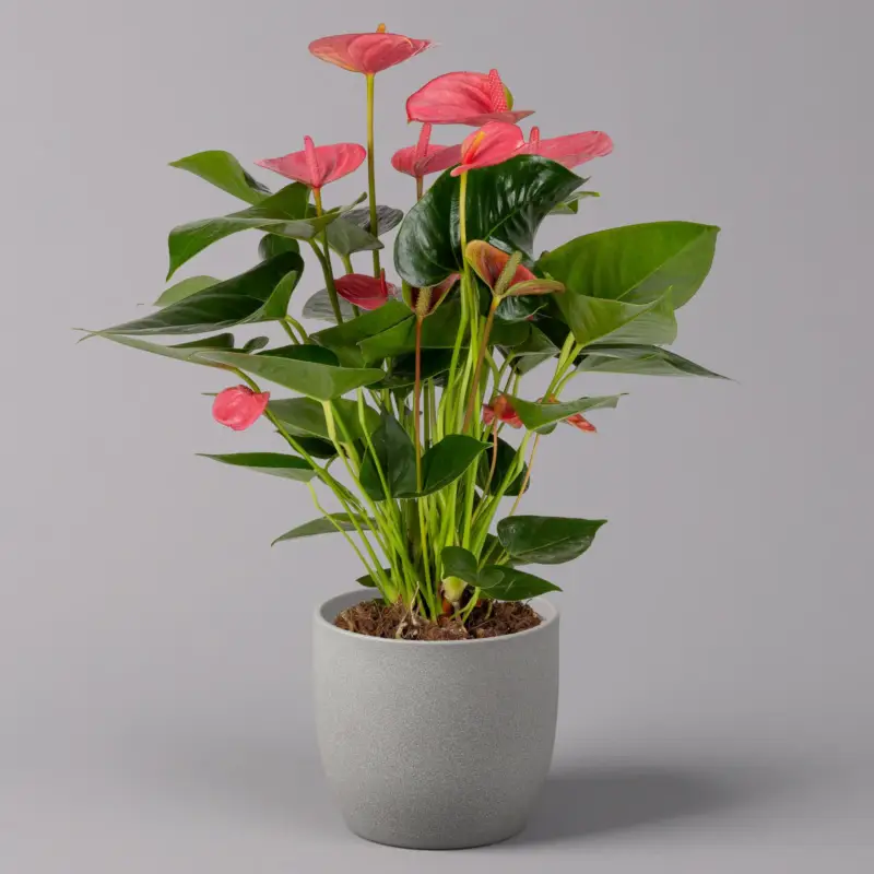 Sichere Zahlung Flamingoblume, 'Pink Champion', pink, Topf-Ø 14 cm, Höhe ca. 50 cm