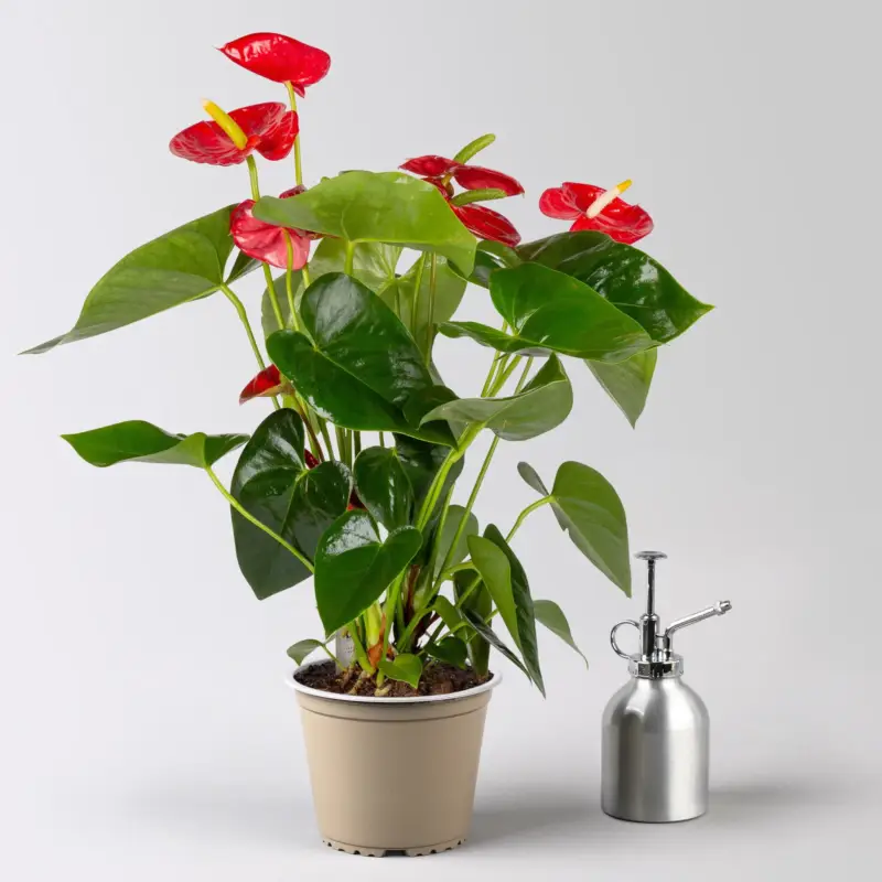Solange Der Vorrat Reicht Flamingoblume,'Royal Red Champion', rot,Topf-Ø 14 cm, Höhe ca. 50 cm