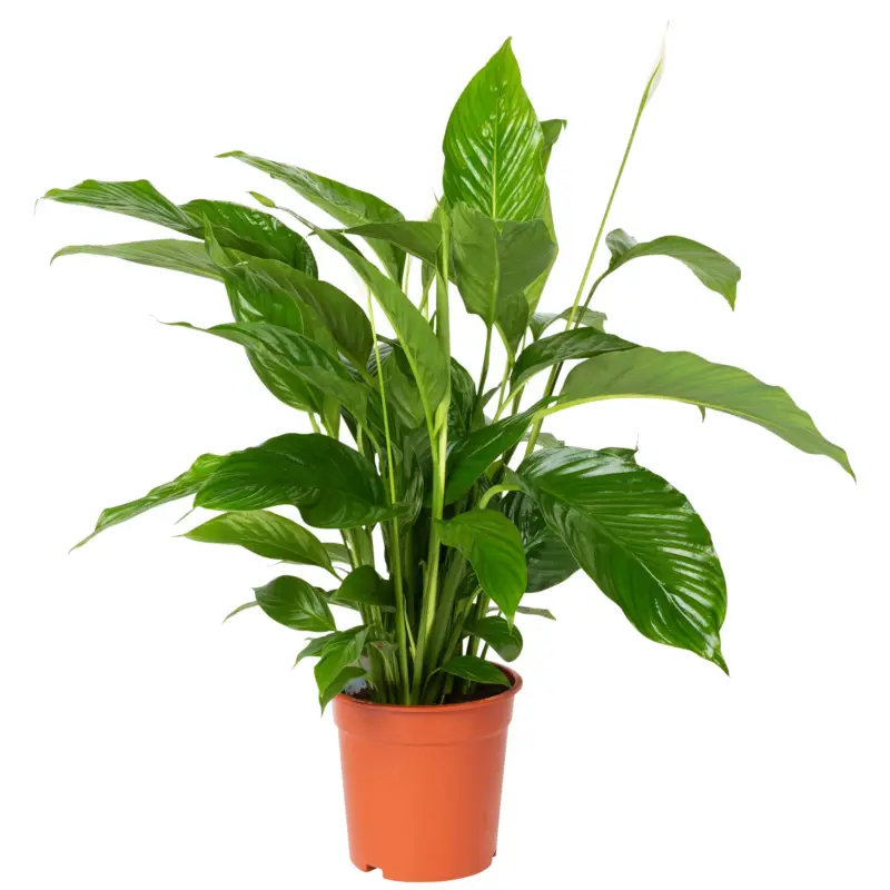 Online Kaufen Einblatt weiß, Topf-Ø 21 cm, Höhe ca. 90 cm