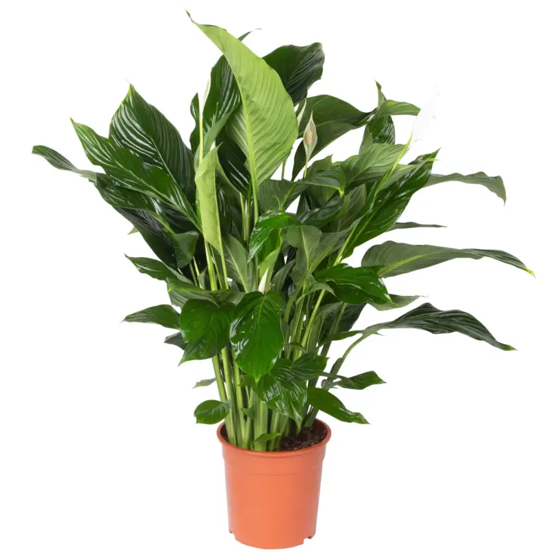 Einblatt 'Sweet Silvana', Topf-Ø 24 cm, Höhe ca. 90 cm Neue Kollektion