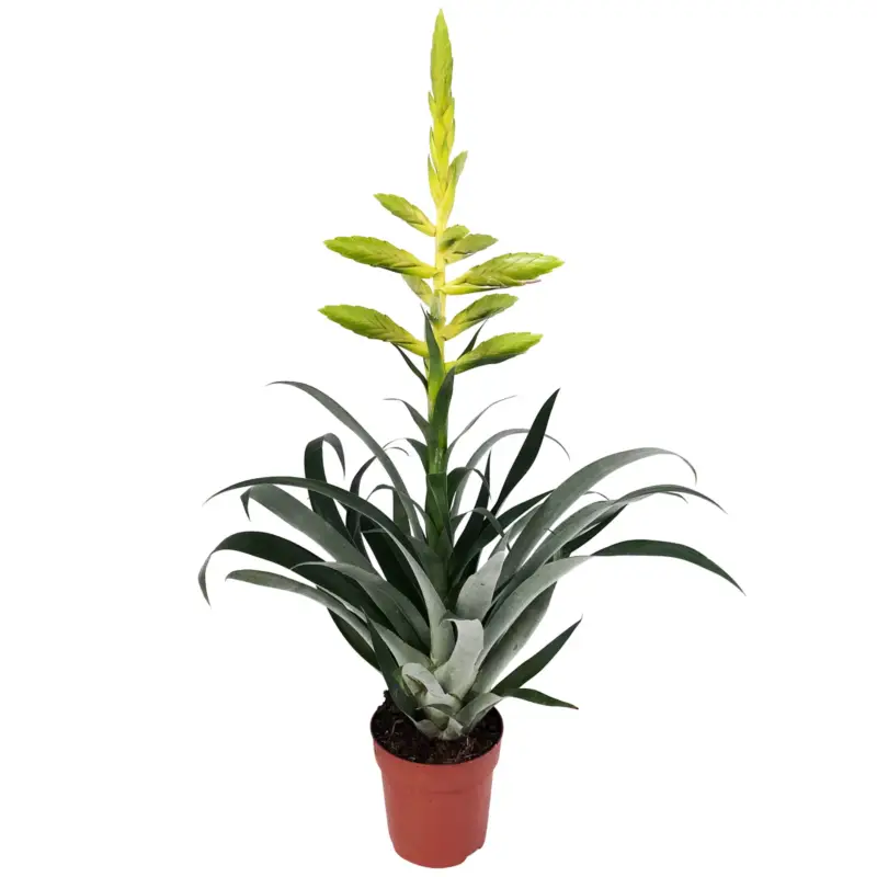 Tillandsie oerstediana, gelb, Topf-Ø 12 cm, Höhe ca. 50 cm Ausverkauf