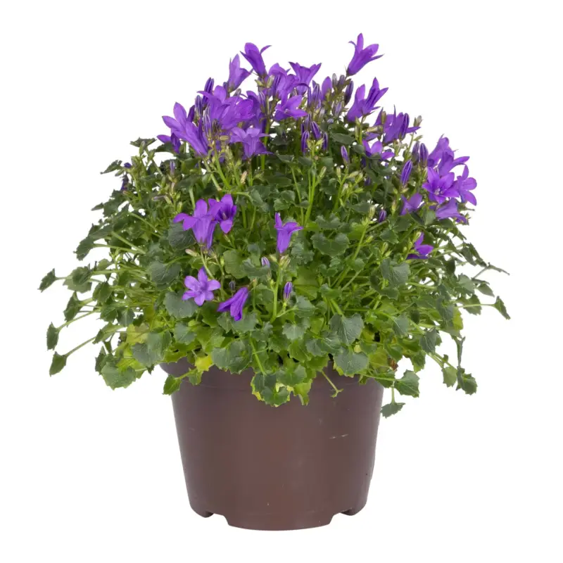 Versand Am Gleichen Tag Glockenblume 'Get Mee'®, blau, Topf-Ø 10,5 cm, Höhe ca. 15 cm, 6 Pflanzen
