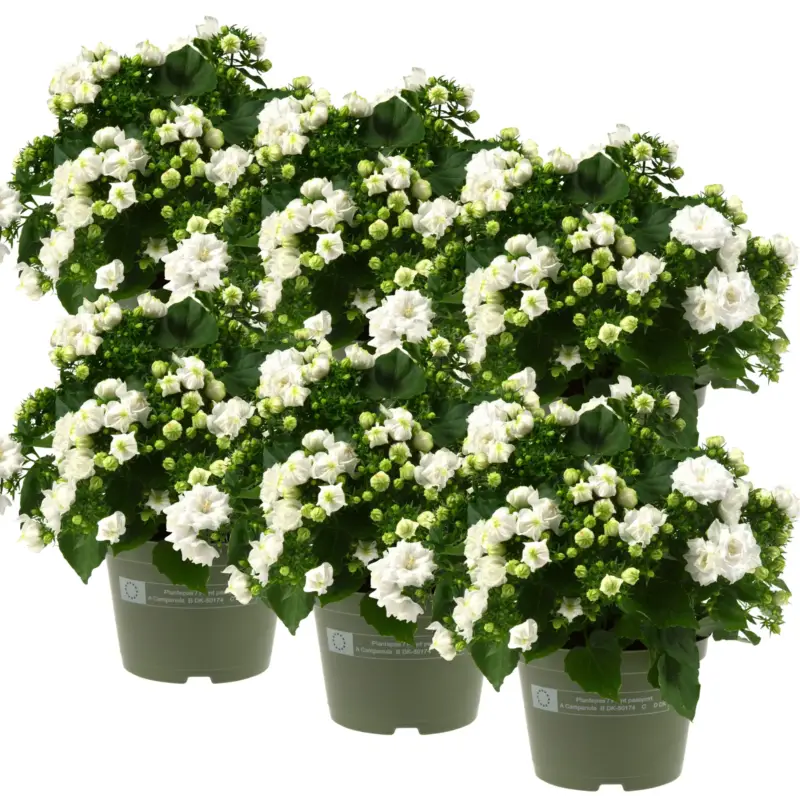 Glockenblume 'Like Mee'®, weiß, Topf-Ø 10,5 cm, 6 Pflanzen Schneller Versand