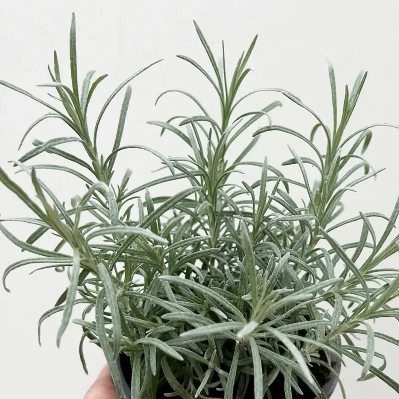 Bio Currykraut, Topf-Ø 12cm Expressversand