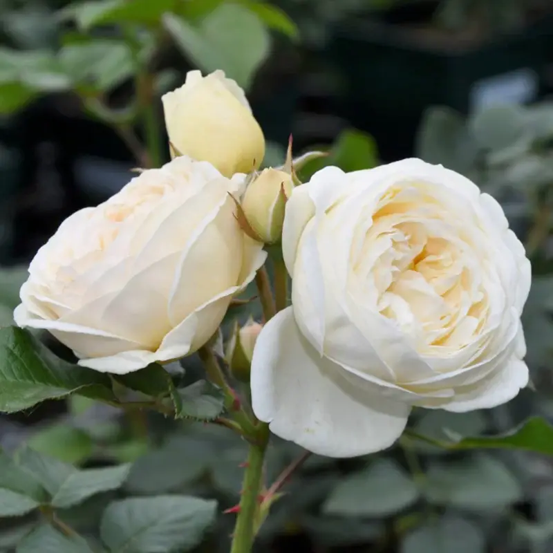 Jetzt Kaufen Duftende Strauchrose 'Artemis®', cremeweiß, Topf 5 Liter