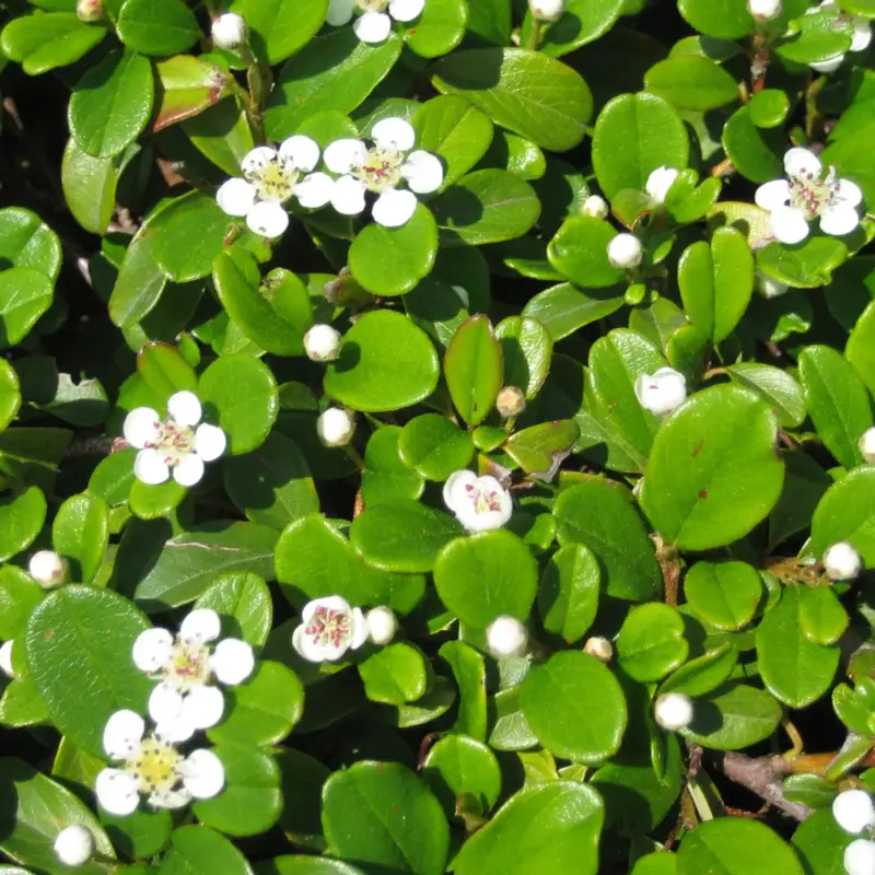 Top-Preis Cotoneaster dammeri 'Frieders Evergreen', Topf-Ø 9 cm, 12er-Set