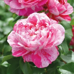 Kletterrose 'Colibri Farbfestival®', pink - weiß gestreift, Topf 5 Liter Top-Preis