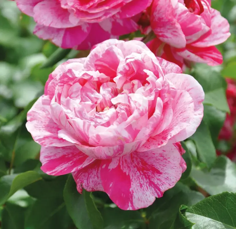 Kletterrose 'Colibri Farbfestival®', pink - weiß gestreift, Topf 5 Liter Top-Preis