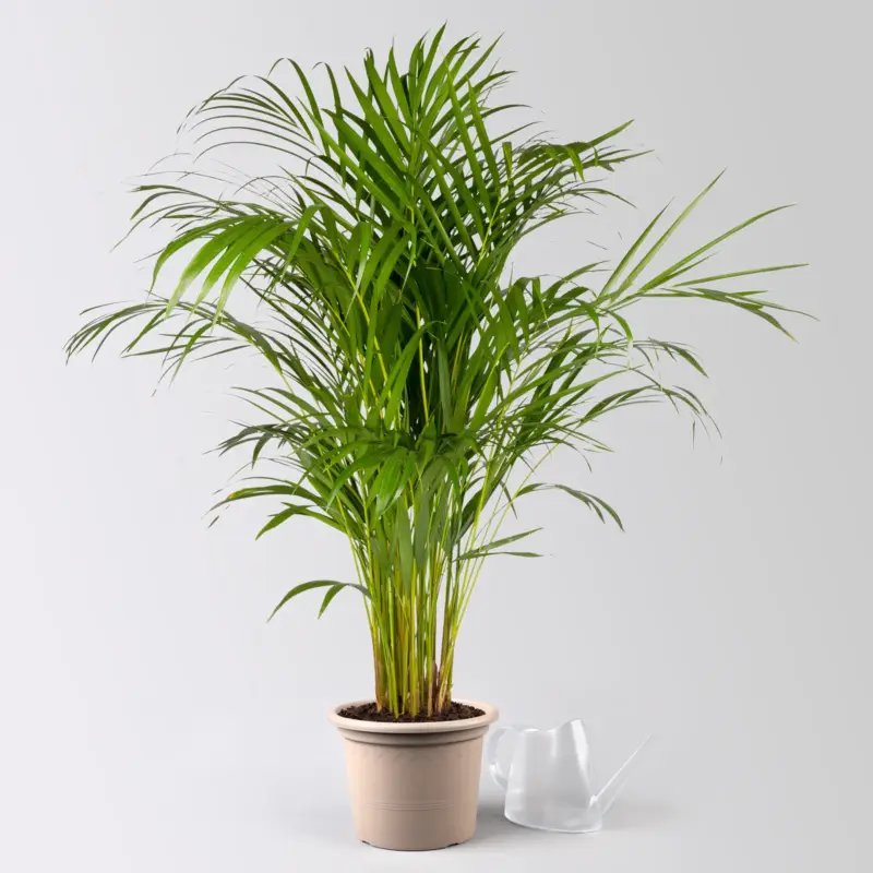 Nur Für Kurze Zeit Goldfruchtpalme, Topf-Ø 21 cm, Höhe ca. 100 cm