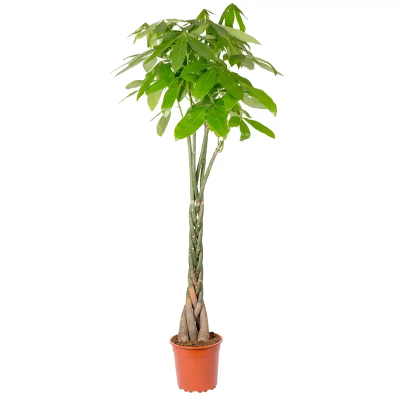 Glückskastanie, Topf-Ø 27 cm, Höhe ca. 150 cm Neu Im Sortiment