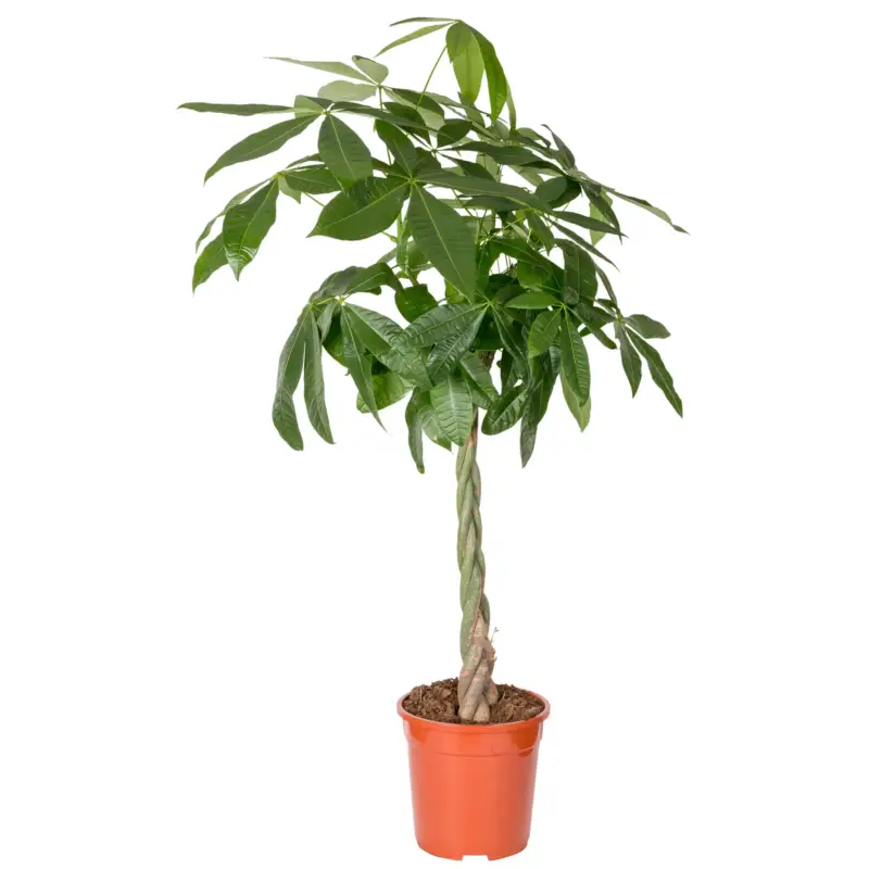 Billig Glückskastanie, Topf-Ø 21 cm, Höhe ca. 100 cm