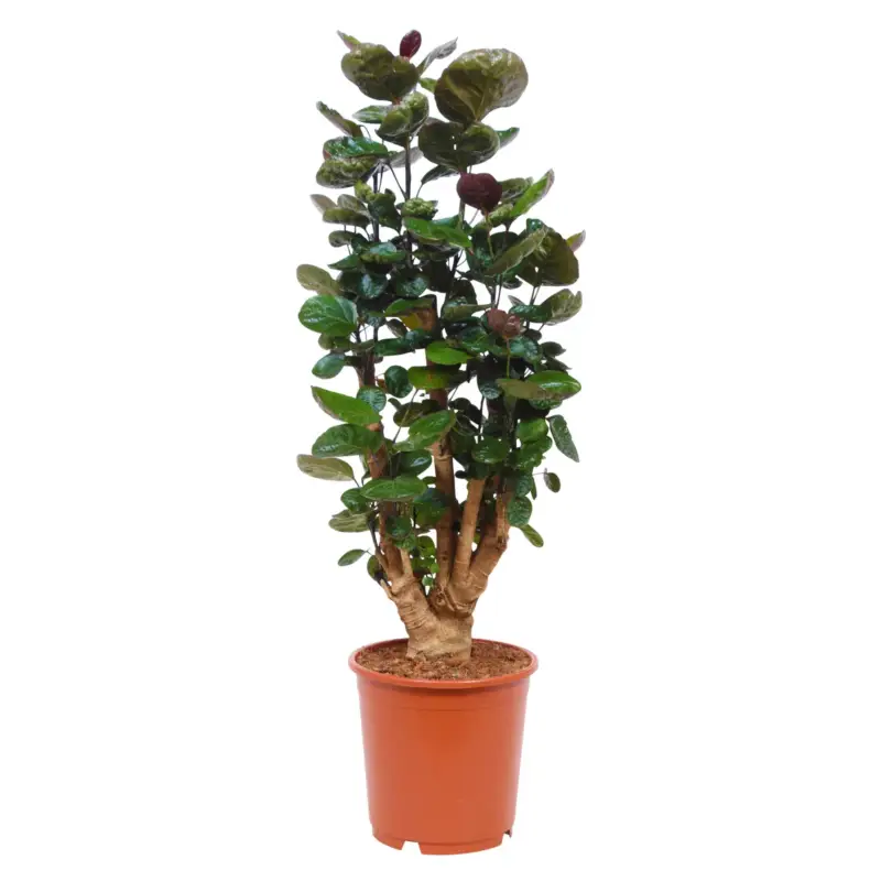 Polyscias 'Fabian', Topf-Ø 24 cm, Höhe ca. 80 cm Sale