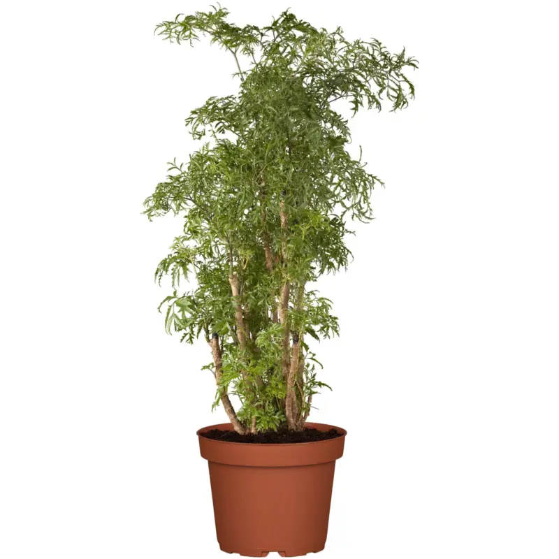 Preis Gesenkt Polyscias 'Ming', Topf-Ø 24 cm, Höhe ca. 70-80 cm
