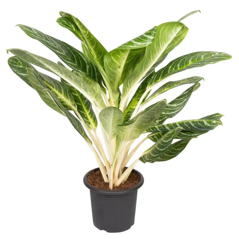 Aglaonema 'Key Lime', Topf-Ø 22 cm, Höhe ca. 70 cm Finale Aktion