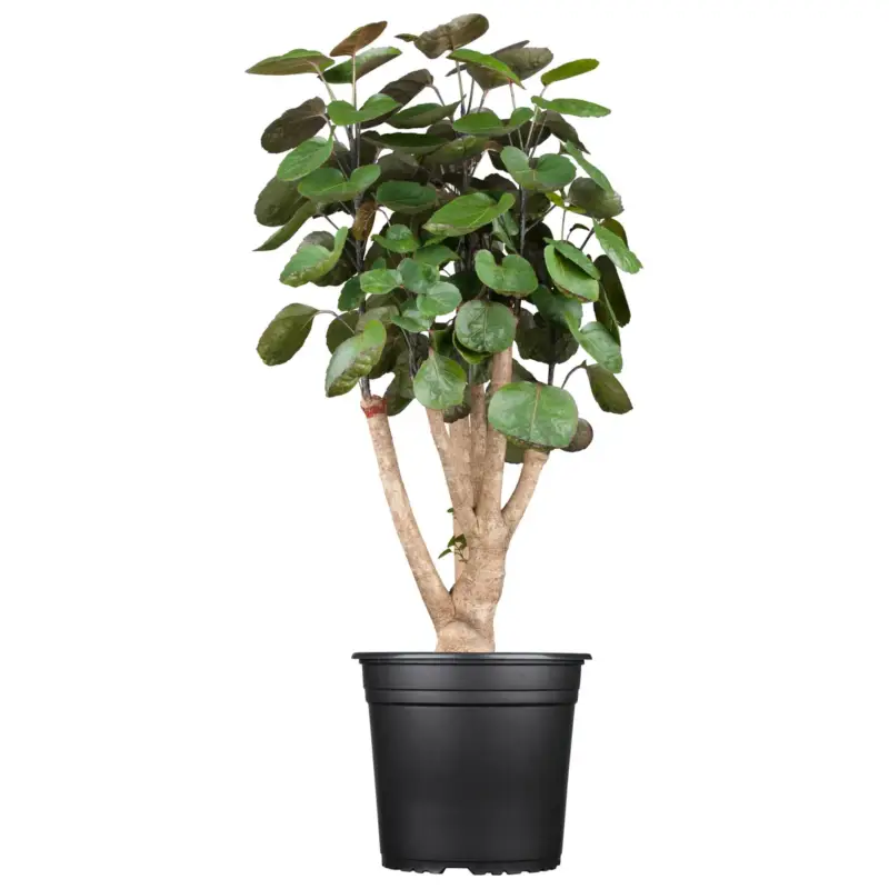 Polyscias 'Fabian', Topf-Ø 17 cm, Höhe ca. 60 cm Versand Am Gleichen Tag