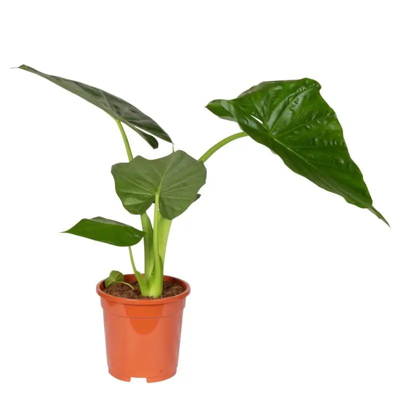 Wochenendangebot Alocasia macrorrhiza, Topf-Ø 17 cm, Höhe ca. 50 cm