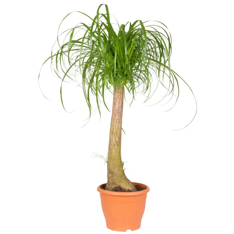 Neu Im Sortiment Elefantenfuß, Stamm, Topf-Ø 26 cm, Höhe ca. 100 cm