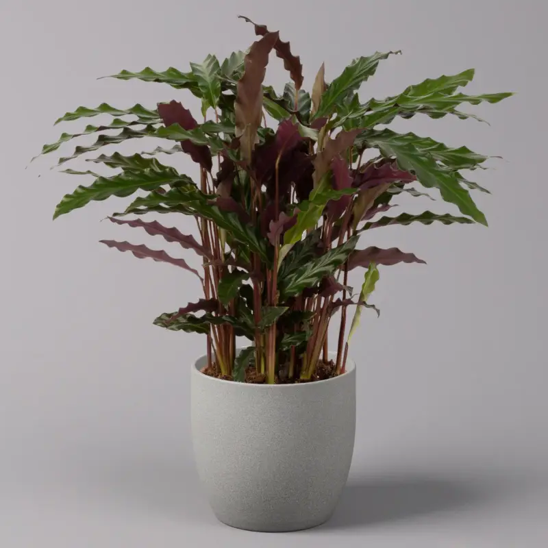 Expressversand Korbmarante, Goeppertia rufibarba 'Elger Grass' syn.Calathea, Topf-Ø 17 cm