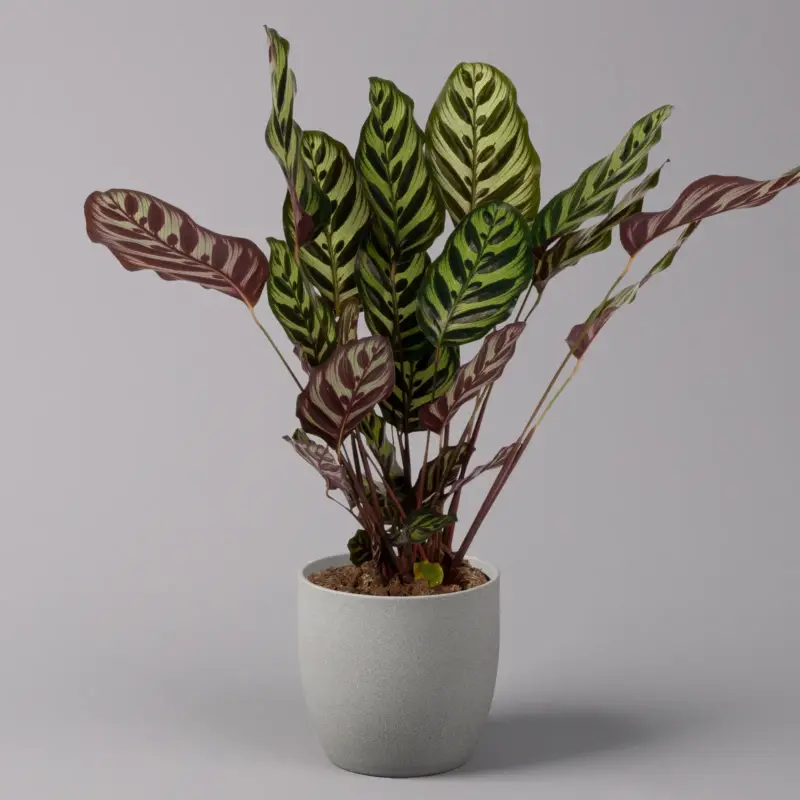 Korbmarante, Goeppertia makoyana syn. Calathea, Topf-Ø 17 cm, Höhe ca. 45 cm Preis Gesenkt