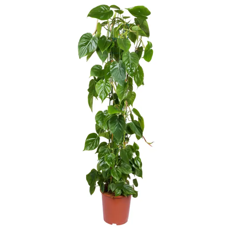 Mega-Angebot Philodendron scandens mit Moosstab, Topf-Ø 24 cm, Höhe ca. 120 cm