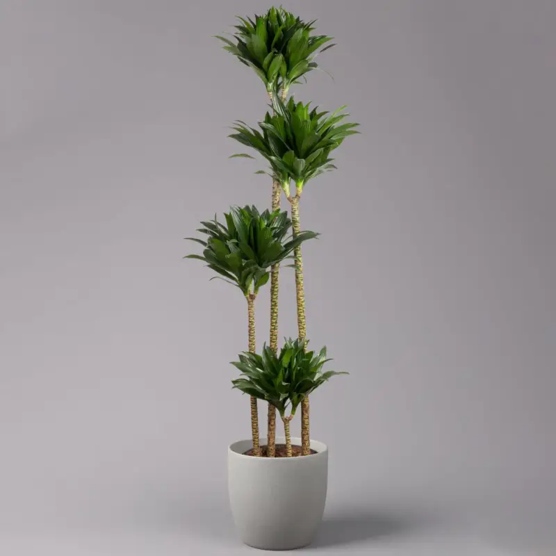 Begrenztes Angebot Duftender Drachenbaum 'Compacta', Topf-Ø 27 cm, Höhe ca. 160 cm