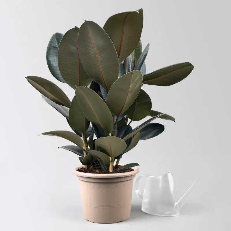 Gummibaum 'Abidjan', Topf-Ø 27 cm, Höhe ca. 90 cm Sonderaktion