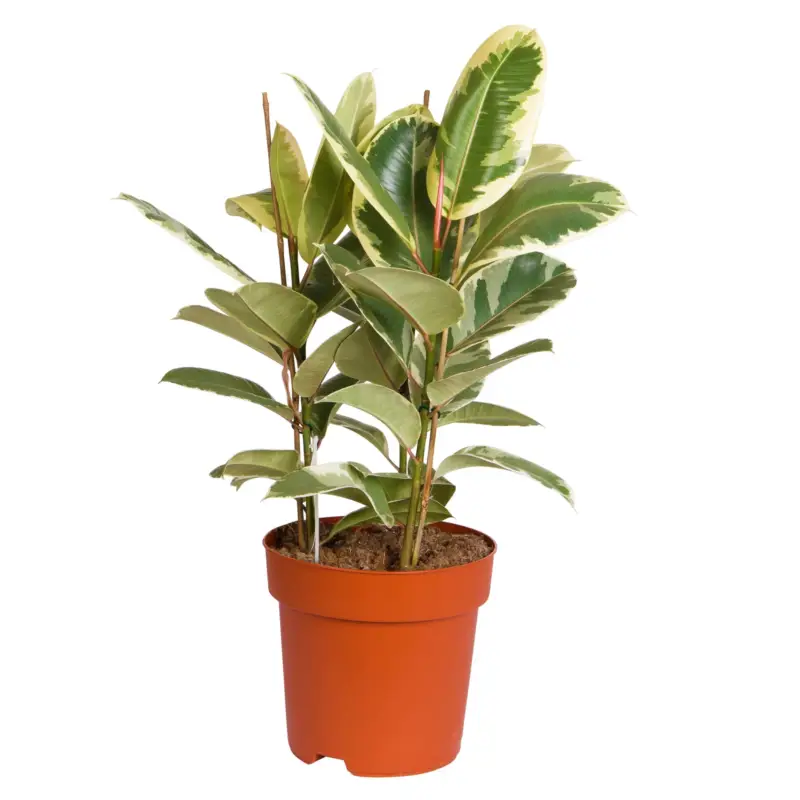 Markenware Gummibaum 'Tineke', Topf-Ø 27 cm, Höhe ca. 85 cm