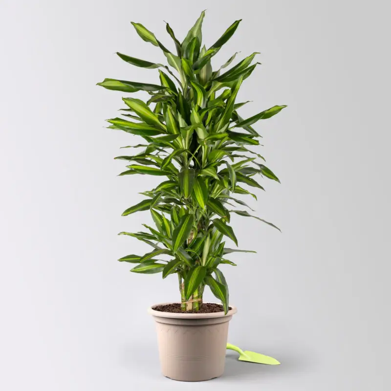 Duftender Drachenbaum 'Hawaiian Sunshine', Topf-Ø 27 cm, H: ca. 100 cm Sonderaktion