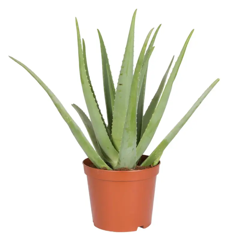 Aloe vera, Topf-Ø 25 cm, Höhe ca. 55 cm Markenware