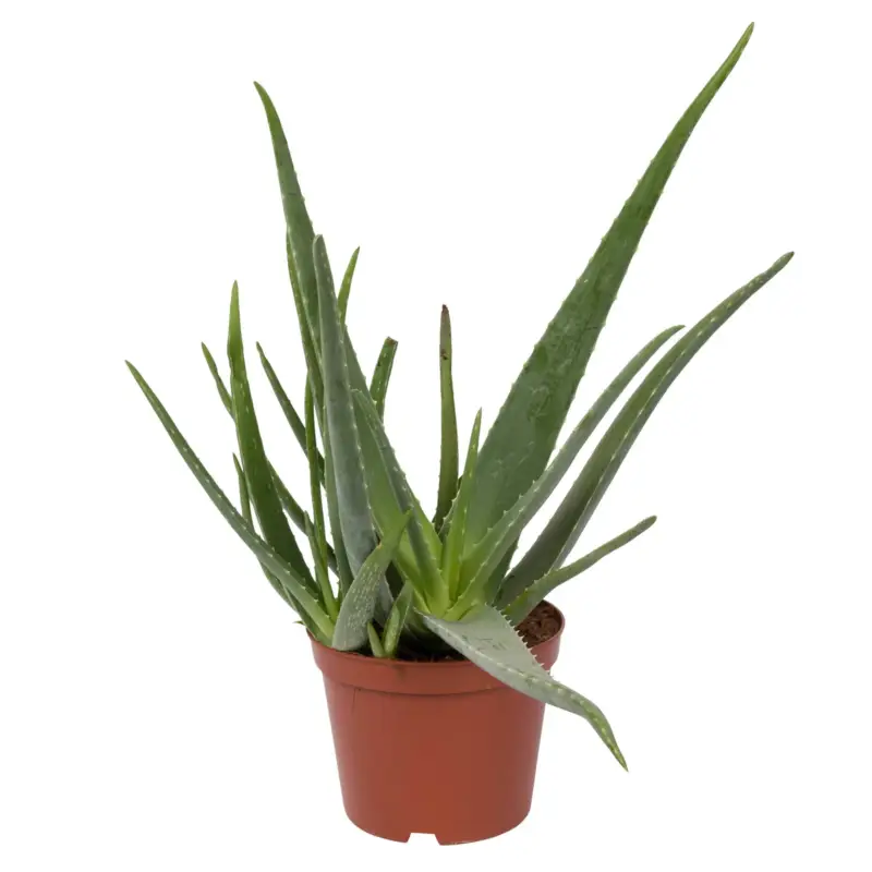 Aloe vera, Topf-Ø 21 cm Höhe ca. 60 cm Super-Preis