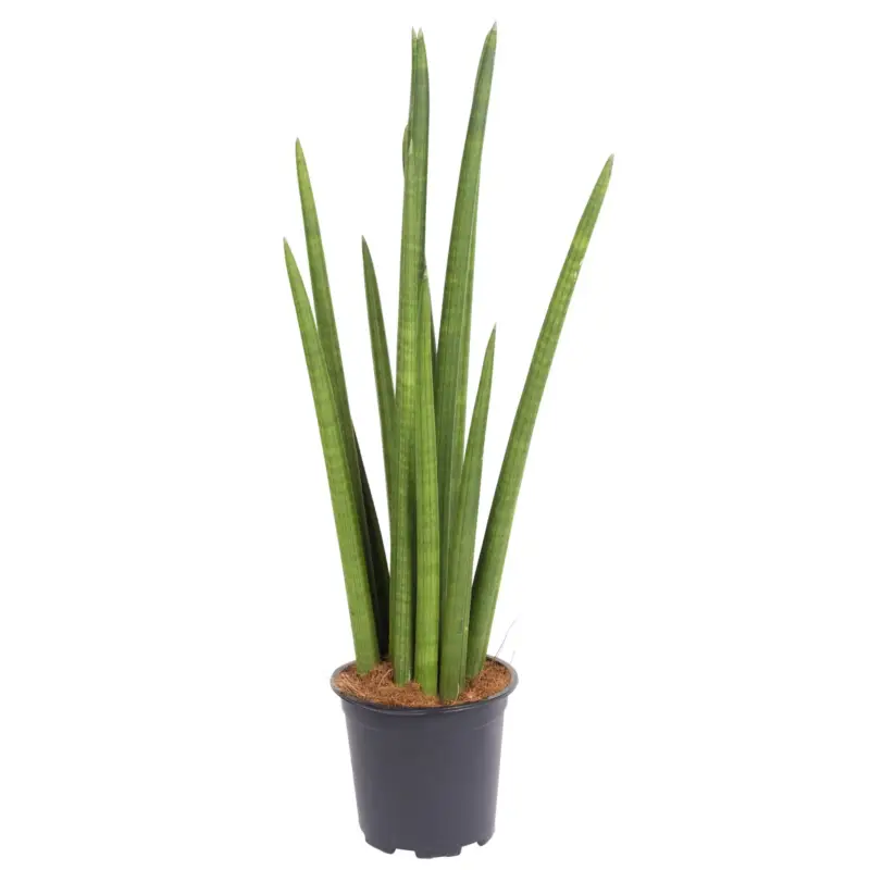 Letzte Chance Bogenhanf 'Rocket', Topf-Ø 17 cm, Höhe ca. 70 cm