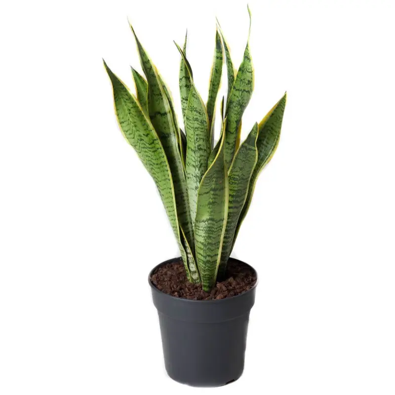 Bogenhanf, Topf-Ø 19 cm, Höhe ca. 60 cm Markenware