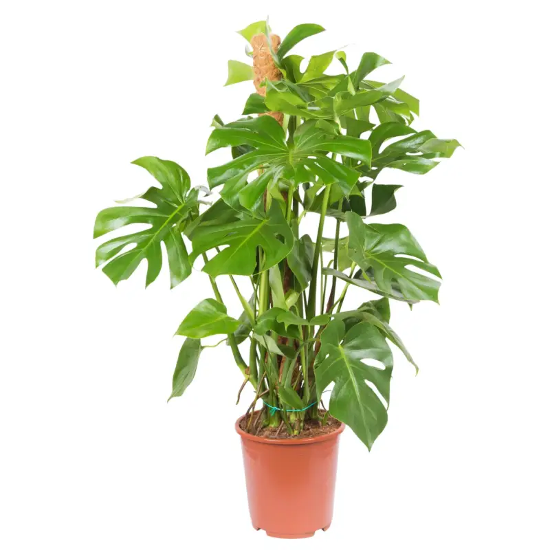 Monstera deliciosa, Topf-Ø 22 cm, Höhe ca. 100 cm Ausverkauf