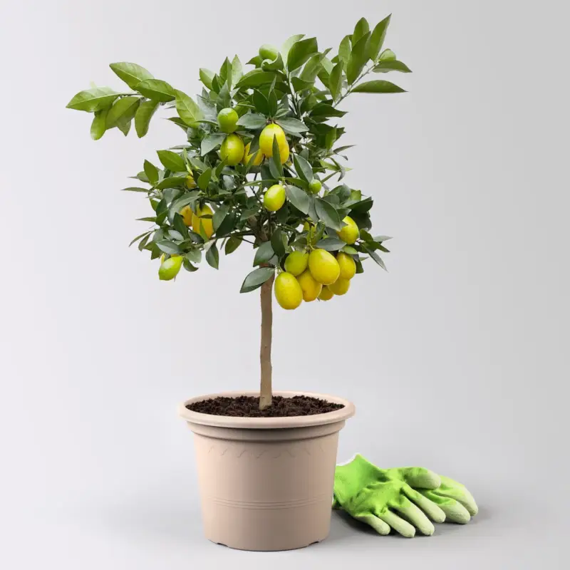 Limequat, Stamm, Topf-Ø ca. 22 cm, Höhe ca. 60 cm Must-Have