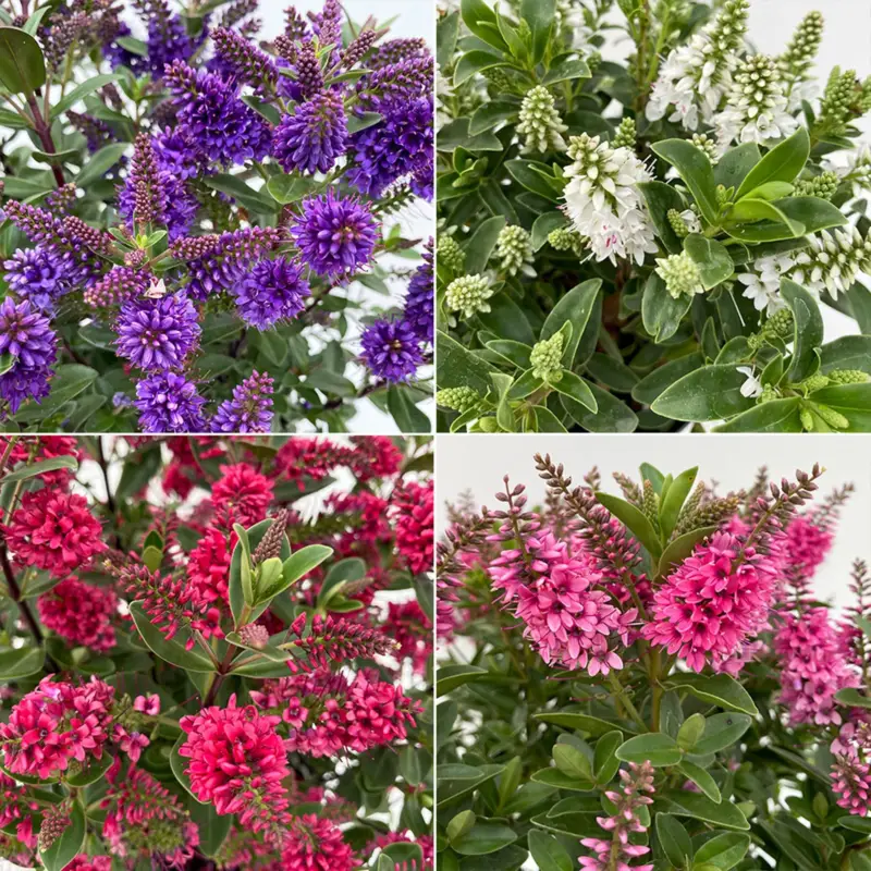 Hebe 'All Blooms®', Farbe zufällig, Topf-Ø 17 cm Aktuell