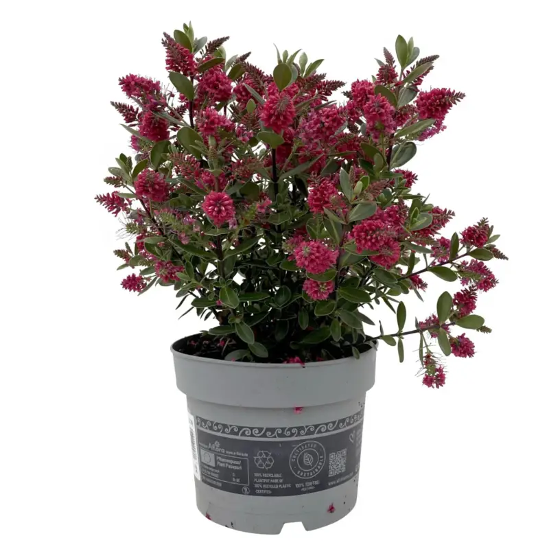 Highlight Hebe 'All Blooms®', rot, Topf 17 cm Ø