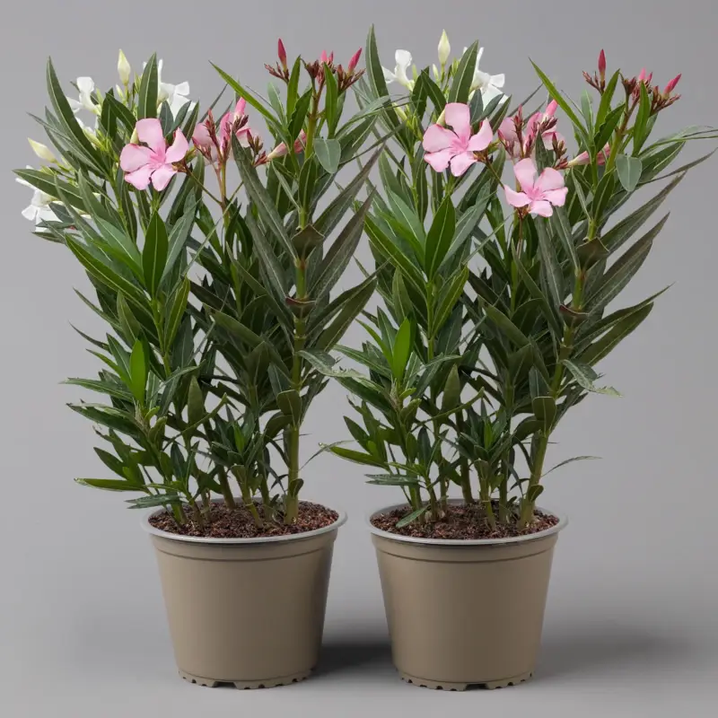 Oleander 'Trio', bunt, Topf-Ø 15 cm, Höhe ca. 40 cm 2 Pflanzen Sonderaktion